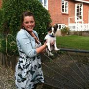 Papillon AXA's Malik