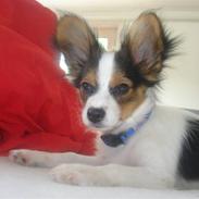 Papillon AXA's Malik