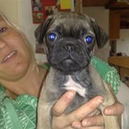 Mops Emma