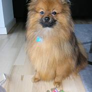 Pomeranian Topsy's Cosmo