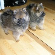 Pomeranian Topsy's Cosmo