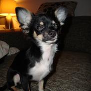 Chihuahua Armani