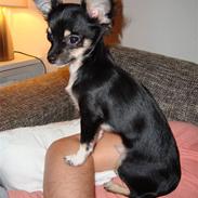 Chihuahua Armani