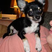 Chihuahua Armani