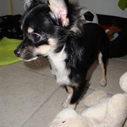 Chihuahua Armani
