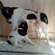 Dansk svensk gaardhund Pingu