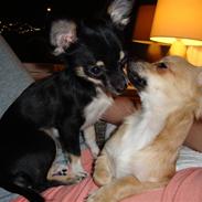 Chihuahua Armani