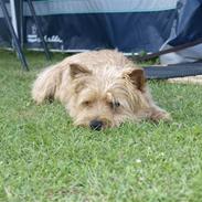 Cairn terrier **Mickey**