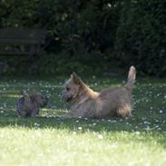 Cairn terrier **Mickey**