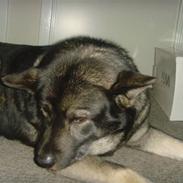 Norsk elghund grå og sort bonza