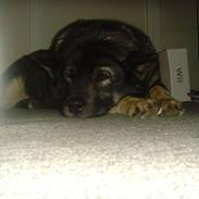 Norsk elghund grå og sort bonza