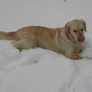 Golden retriever Freja