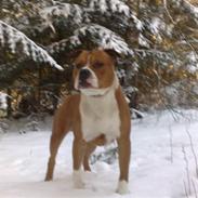 Amerikansk staffordshire terrier Ben 