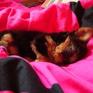 Yorkshire terrier Toffi