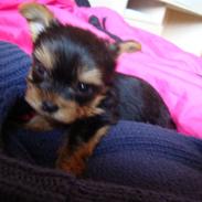 Yorkshire terrier Toffi