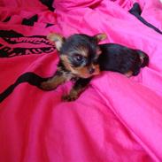 Yorkshire terrier Toffi