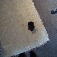 Yorkshire terrier Toffi