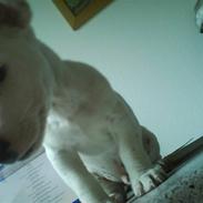 Jack russell terrier Elvis <33 *Belvis*