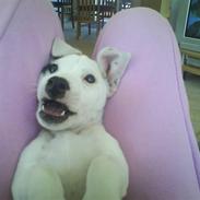 Jack russell terrier Elvis <33 *Belvis*