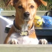 Dansk svensk gaardhund Nikita