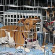 Dansk svensk gaardhund Nikita