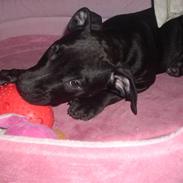 Amerikansk staffordshire terrier ziva 