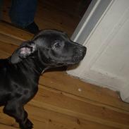 Amerikansk staffordshire terrier ziva 
