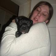 Amerikansk staffordshire terrier ziva 