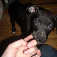 Amerikansk staffordshire terrier ziva 