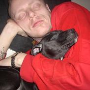 Amerikansk staffordshire terrier ziva 