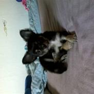 Chihuahua *Herkules*