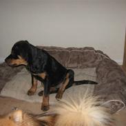 Rottweiler topsy