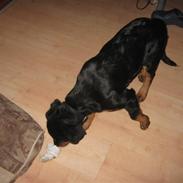 Rottweiler topsy