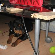 Rottweiler topsy