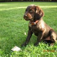 Langhåret hønsehund Chica