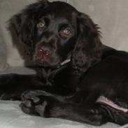 Langhåret hønsehund Chica