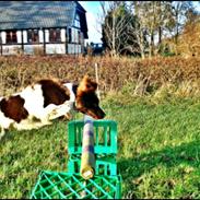 Kleiner münsterländer  | Balder