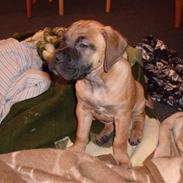 Boerboel trille