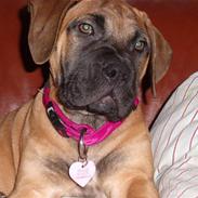 Boerboel trille