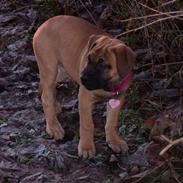 Boerboel trille
