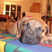 Boerboel trille