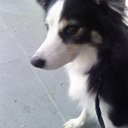 Blanding af racer bimbam (solgt og savnet)