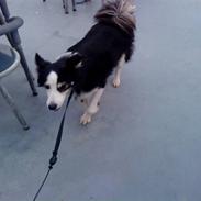 Blanding af racer bimbam (solgt og savnet)