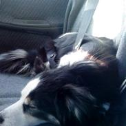 Blanding af racer bimbam (solgt og savnet)