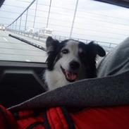 Blanding af racer bimbam (solgt og savnet)