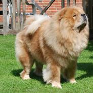 Chow chow cracher
