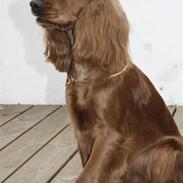 Cocker spaniel Lopa Mille