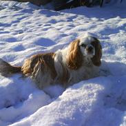 Cavalier king charles spaniel Gunnar R.I.P.