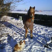 Cavalier king charles spaniel Gunnar R.I.P.