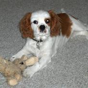 Cavalier king charles spaniel Gunnar R.I.P.